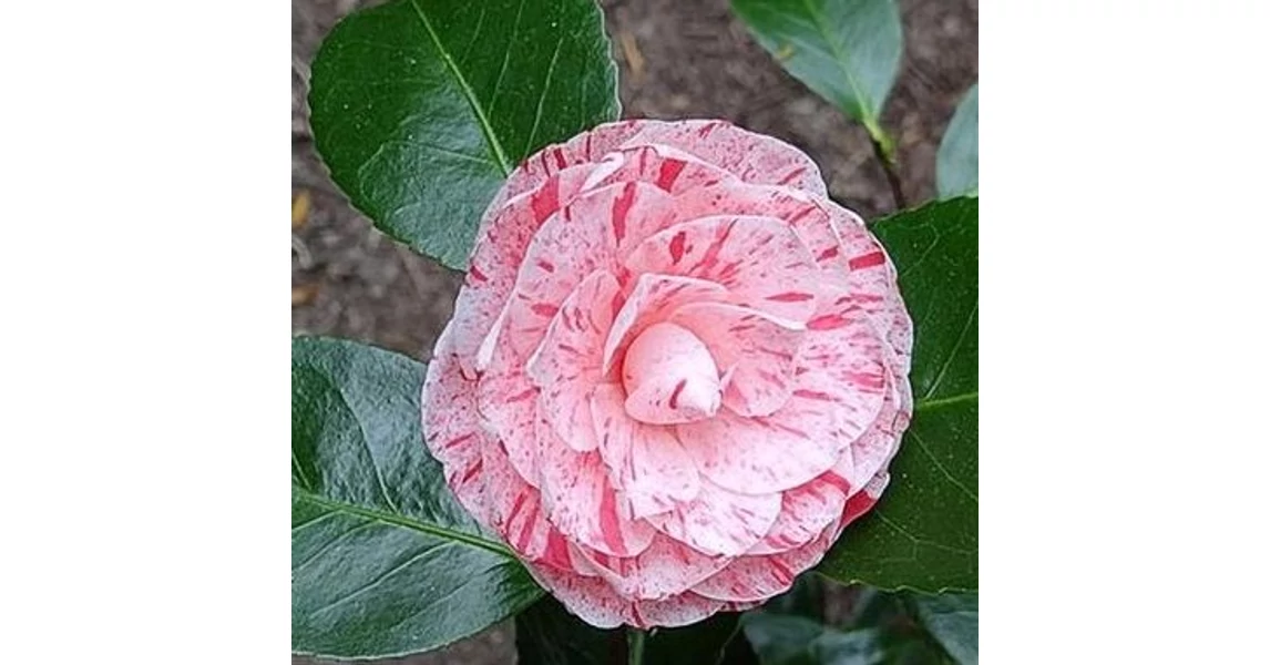 Kamlia japn rzsaszn pettyegetett - Camellia japonica 'William Bartlett'  30/40cm K2l - Borhy Kertszet
