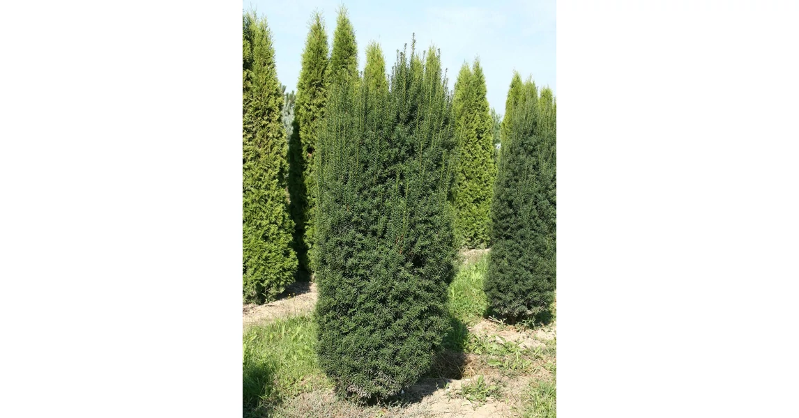 Tiszafa oszlopos zld - Taxus baccata 'Sonata' 175/200 cm K50l