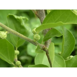 Cudrania tricuspidata