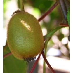 Actinidia arguta 'Solo'