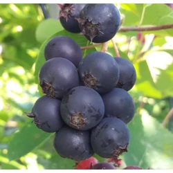 Amelanchier 'Honeywood'