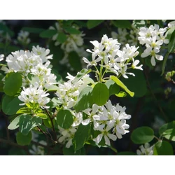 Amelanchier rotundifolia