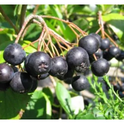 Aronia melanocarpa 'Viking'