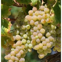Szőlő bor fehér (konténeres) - Vitis vinifera 'Cserszegi fűszeres' 20/30 cm K2l