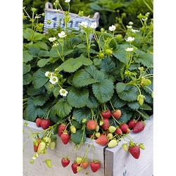 Fragaria