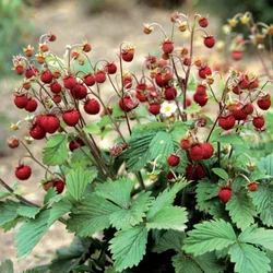 Fragaria vesca