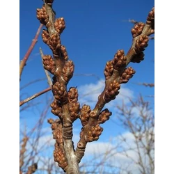 Hippophae rhamnoides 'Opylovac'