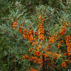 Hippophae rhamnoides 'Leikora'