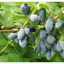 Lonicera kamtschatica