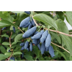 Lonicera kamtschatica 'Aurora'