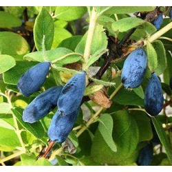 Lonicera kamtschatica 'Woloszebnica'