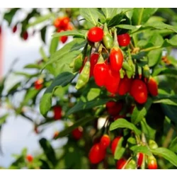 Lycium chinense 'Sweet'