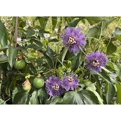 Passiflora incarnata 'Cooltropics Eia Popeia’