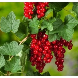 Ribes rubrum 'Jonkheer van Tets'