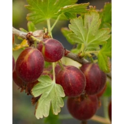 Ribes uva-crispa 'Rokula'