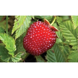 Rubus illecebrosus