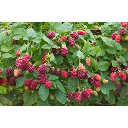 Rubus 'Tayberry Buckingham'