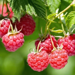 Rubus idaeus 'Willamette'