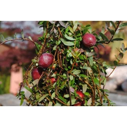 Vaccinium macrocarpon 'Pilgrim'