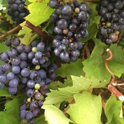 Vitis vinifera 'Hamburgi muskotály'