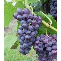 Vitis vinifera 'Vénusz'