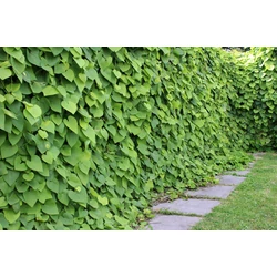 Aristolochia macrophylla