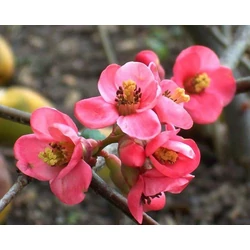 Chaenomeles speciosa 'Pink Queen'