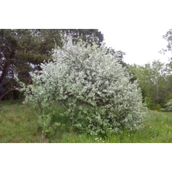 Elaeagnus angustifolia