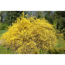 Aranyfa törpe - Forsythia intermedia 'Maluch' 30/40cm K2l