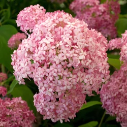 Hydrangea arborescens 'Pink Annabelle' ('Spirit')