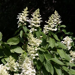 Hydrangea paniculata