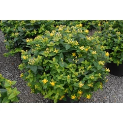 Hypericum inodorum
