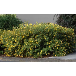 Hypericum patulum 'Hidcote'