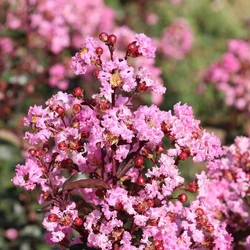 Lagerstroemia indica 'Pink Rapsody'