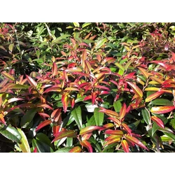 Leucothoe 'Carinella'