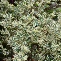 Ligustrum ovalifolium 'Argenteum'