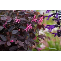 Loropetalum chinense 'Fire Dance'