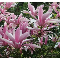 Magnolia 'George Henry Kern'
