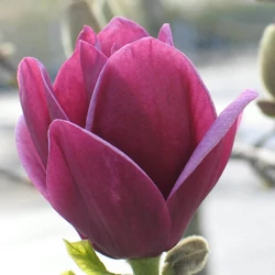 Magnolia 'Szatmár'