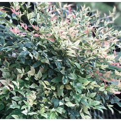 Nandina domestica 'Twilight'