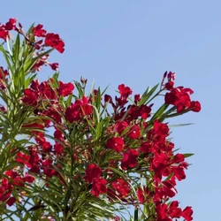 Nerium oleander 'Hardy Red' 
