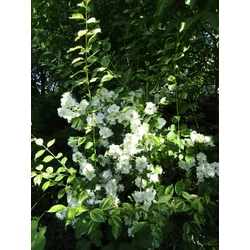 Philadelphus virginalis 'Innocence'