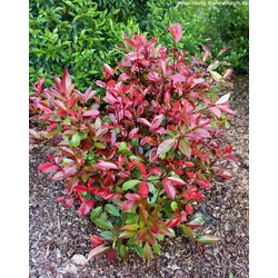 Photinia 'Compacta'