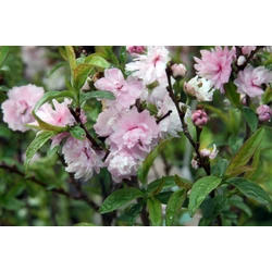 Díszmeggy japán- Prunus glandulosa 'Rosea Plena' 40/60cm K4l