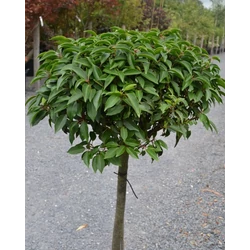 Babérmeggy portugál - Prunus lusitanica 80/100cm T80cm K10l
