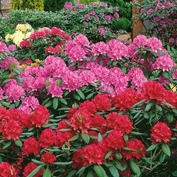 Rhododendron