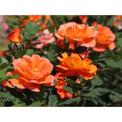 Rosa 'Orange'