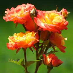 Rosa 'Rumba'