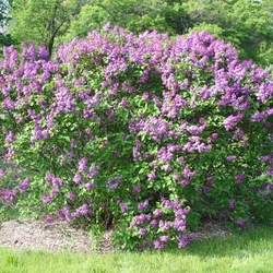 Syringa vulgaris