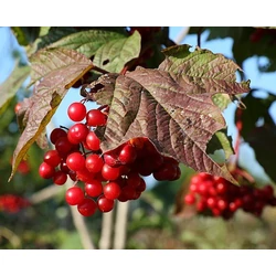 Viburnum trilobum 'Dart's Graduate'
